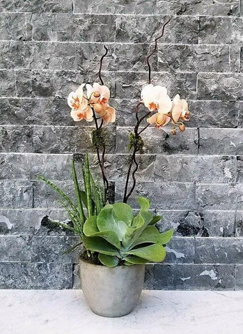 House Warming Gift